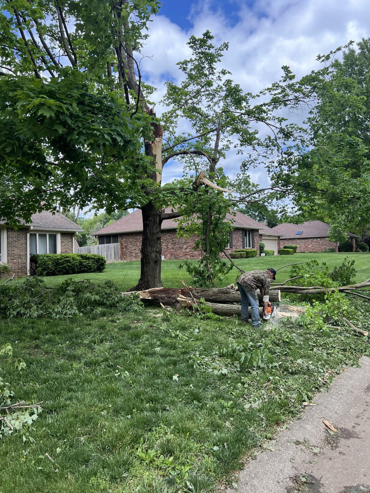 Tree removal and cutting — residential yard